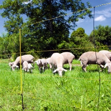 Schaf- und Ziegenhaltung